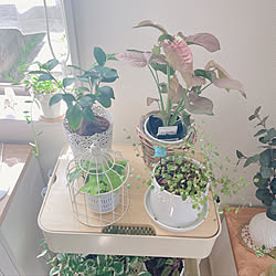 ダイソーの植木鉢/同じような写真ばかりで、ごめんなさい…/植木鉢/カフェ風/北欧...などのインテリア実例 - 2021-08-11 10:12:02