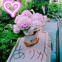 机/母の日のプレゼント♡/ピンクの紫陽花/娘夫婦からの素敵なプレゼント✨/RCの出会いに感謝♡のインテリア実例 - 2018-05-15 10:28:41