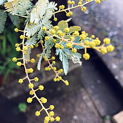 玄関/入り口/ミモザの花/2019.2.6☔️/今年も断捨離！/いいね&フォローありがとうございます☆...などのインテリア実例 - 2019-02-06 15:23:51