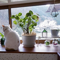 キッチン/猫スペース/ペットと暮らす家/スコティッシュフォールド/観葉植物...などのインテリア実例 - 2020-04-10 20:06:02