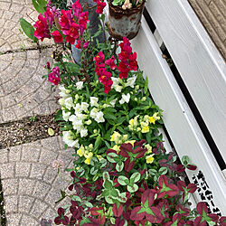 玄関/入り口/ガーデニング/お花が好き/庭仕事が好き/庭...などのインテリア実例 - 2021-05-20 11:25:23