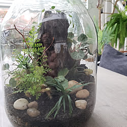 棚/ボトルテラリウム/DIY/観葉植物/ig→mimt38...などのインテリア実例 - 2019-11-25 15:15:12