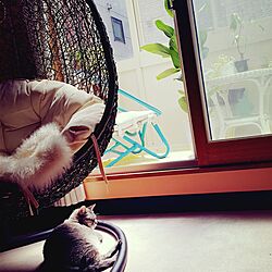 ベッド周り/猫のいる生活/植物のある暮らし/サンルームのインテリア実例 - 2017-05-03 10:19:07