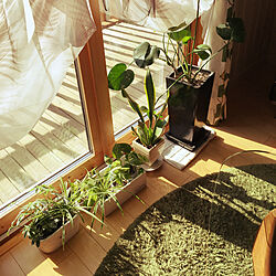 リビング/スウェーデンハウス窓/観葉植物/観葉植物のある部屋/観葉植物のある暮らし...などのインテリア実例 - 2018-03-14 08:35:33