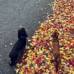 落ち葉の絨毯/散歩中のひとこま/犬との暮らしは幸せ/玄関/入り口のインテリア実例 - 2022-11-14 15:58:03