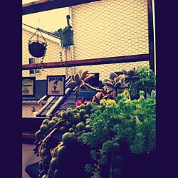 キッチン/キッチンの窓から見える風景/グリーンネックレス/ミニガーデンのインテリア実例 - 2014-06-25 17:27:10