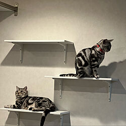 猫と暮らす/IKEA/キャットステップ/壁/天井のインテリア実例 - 2022-02-22 06:16:06