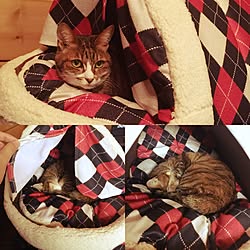 ベッド周り/猫のいる暮らしのインテリア実例 - 2017-02-17 13:56:13