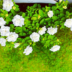 ホワイトパニエ/花のある暮らし/小さなお庭♡/お庭が大好き/お花が♡...などのインテリア実例 - 2019-06-04 11:34:55