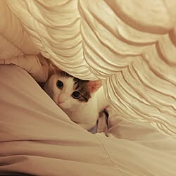 ベッド周り/猫のインテリア実例 - 2017-01-07 17:39:56