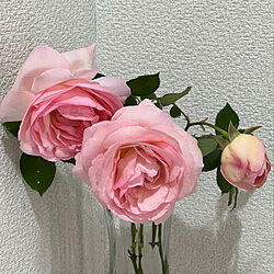 薔薇の花/ピンクの薔薇/ピエール・ドゥ・ロンサール/お返事が遅くてすみません/庭...などのインテリア実例 - 2022-05-12 16:31:55