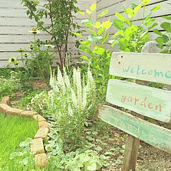 手作りの庭/ガーデン/ナチュラルガーデン/花のある暮らし/緑のある暮らしのインテリア実例 - 2015-08-30 14:49:55