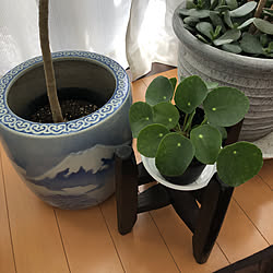 リビング/観葉植物/古道具のインテリア実例 - 2019-01-24 12:05:26