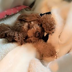 ベッド周り/愛犬のトイプードルBECK♡のインテリア実例 - 2016-12-17 21:00:43