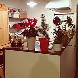 キッチン/植物のインテリア実例 - 2012-12-22 19:43:13