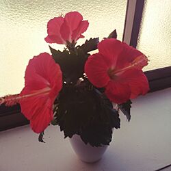 お花のある生活❁/ハワイアンのインテリア実例 - 2014-06-01 13:36:11
