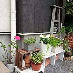 玄関/入り口/DIY/ガーデニング　/寄せ植え/ミルク缶...などのインテリア実例 - 2017-06-07 09:27:13