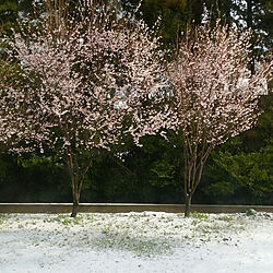 さくら/風景写真/風景/春/桜...などのインテリア実例 - 2019-04-14 23:01:04