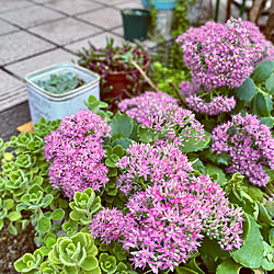 台風に気をつけてね/アロマティカス/お花に癒される/花のある暮らし/ミセバヤの花...などのインテリア実例 - 2022-09-17 11:08:16