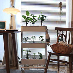 ブラインド ホワイト/植物のある暮らし/観葉植物/IKEA/リビングのインテリア実例 - 2021-07-03 08:57:34
