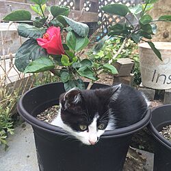 猫/庭の植木鉢のインテリア実例 - 2015-06-28 06:04:40