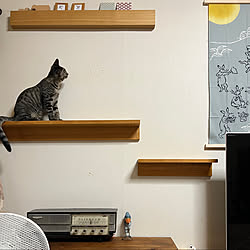 猫と暮らす家/手ぬぐいタペストリー/無印良品 壁に付けられる家具/ねこのいる日常/無印良品...などのインテリア実例 - 2022-09-27 19:11:59