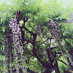 これから紫…満ちて。/花のインテリア実例 - 2015-05-10 11:48:44