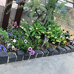 子供と暮らす。/注文住宅/植物のある暮らし/花のある暮らし/緑のある暮らし...などのインテリア実例 - 2021-04-10 21:44:58