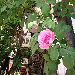玄関/入り口/薔薇/グリーン/癒し…/ウッドデッキ...などのインテリア実例 - 2015-05-06 09:08:23