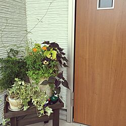 玄関/入り口/観葉植物/ナチュラルのインテリア実例 - 2015-08-04 07:29:29