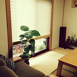 部屋全体/観葉植物/多肉植物/サボテン/植物...などのインテリア実例 - 2014-09-20 09:52:39