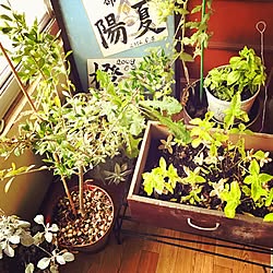 ベッド周り/冬にむけて/狭くても古くても諦めない/などなど………/巨大多肉植物！...などのインテリア実例 - 2016-11-14 19:22:49