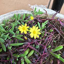 玄関/入り口/お外にいる子/多肉植物/ルビーネックレスの花/ルビーネックレス...などのインテリア実例 - 2018-04-15 15:20:45