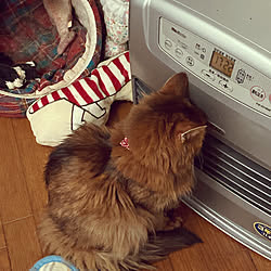 ゆっくりお邪魔します(๑˃̵ᴗ˂̵)/今年も猫バカ/寒がりの猫/猫と暮らす♪/ソマリ...などのインテリア実例 - 2023-01-10 00:09:29