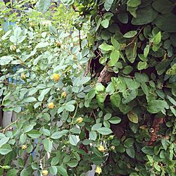 玄関/入り口/シンボルツリー/ユーカリの木/植物のインテリア実例 - 2014-05-25 22:51:28