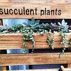 玄関/入り口/succulent plants/多肉植物/DIY/多肉棚...などのインテリア実例 - 2015-08-26 14:37:23