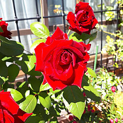 玄関/入り口/バラ/薔薇/赤バラ/薔薇鉢植え...などのインテリア実例 - 2021-09-19 10:50:57