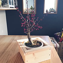 DIY/観葉植物のインテリア実例 - 2017-01-02 23:43:48