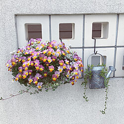 ビオラ/有孔ブロック/花のある暮らし/植物のある暮らし/玄関/入り口...などのインテリア実例 - 2019-04-23 20:18:04