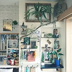 棚/ロハス戦利品/植物のある暮らし/NO GREEN NO LIFE/いなざうるす屋さん...などのインテリア実例 - 2016-11-06 23:57:42