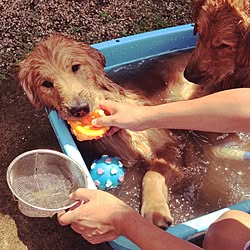 バス/トイレ/犬小屋の様な家/犬/犬と暮らす家/可愛い♡...などのインテリア実例 - 2016-05-28 11:24:56