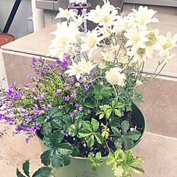 玄関/入り口/フランネルフラワー/寄せ植え/お花のある暮らしのインテリア実例 - 2017-05-23 19:40:19