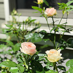 クラリス/庭/バラ/お花のある暮らし/初めてのバラ栽培...などのインテリア実例 - 2020-05-29 13:00:07