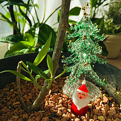 Christmas飾り/オリーブの木/観葉植物/植物のある暮らし/リビングのインテリア実例 - 2020-11-10 20:24:53