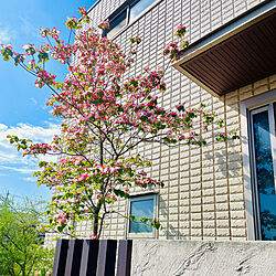 玄関/入り口/ピンクの花/咲きました/誕生樹/花のある暮らし...などのインテリア実例 - 2024-04-28 16:21:09