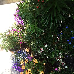玄関/入り口/植物のインテリア実例 - 2016-05-21 11:35:44