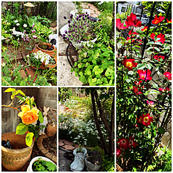 お庭の花/ガーデニングのインテリア実例 - 2020-05-17 11:05:11
