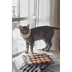 猫とおやつ/homemade/お裾分け/手作りクッキー/おうち時間...などのインテリア実例 - 2023-04-12 21:36:35