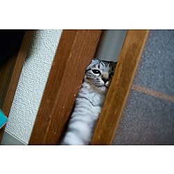 おじゃましました。/猫/tomochan家/2/3のインテリア実例 - 2013-09-20 07:34:42