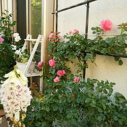 玄関/入り口/お花大好き♡/薔薇のある庭のインテリア実例 - 2017-05-23 18:39:26